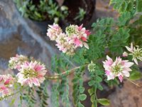 Indigofera frutescens 
